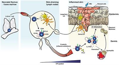 Tissue Adaptations of Memory and Tissue-Resident Gamma Delta T Cells